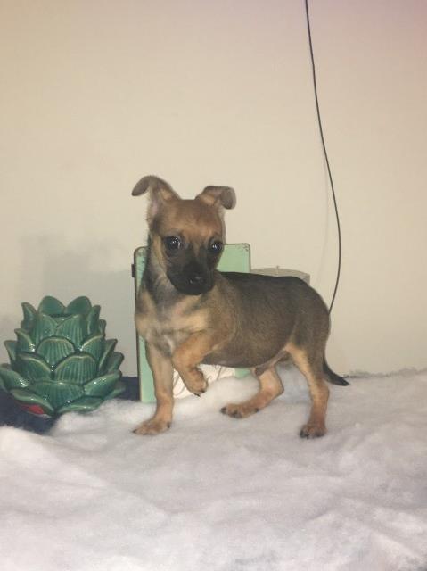 Chihuahua puppy for sale + 61414