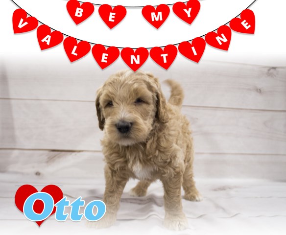 Goldendoodle puppy for sale + 54901