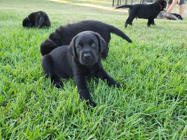 Labrador Retriever puppy for sale + 52933
