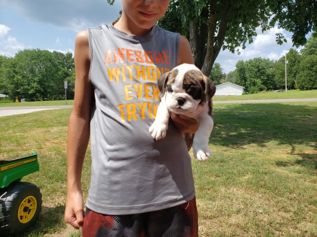 English Bulldog puppy for sale + 58131