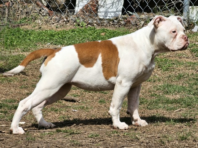 American Bulldog puppy for sale + 64943