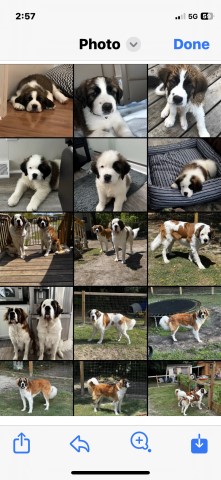 AKC  Saint Bernard Puppies