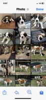 AKC  Saint Bernard Puppies Saint Bernard for sale/adoption