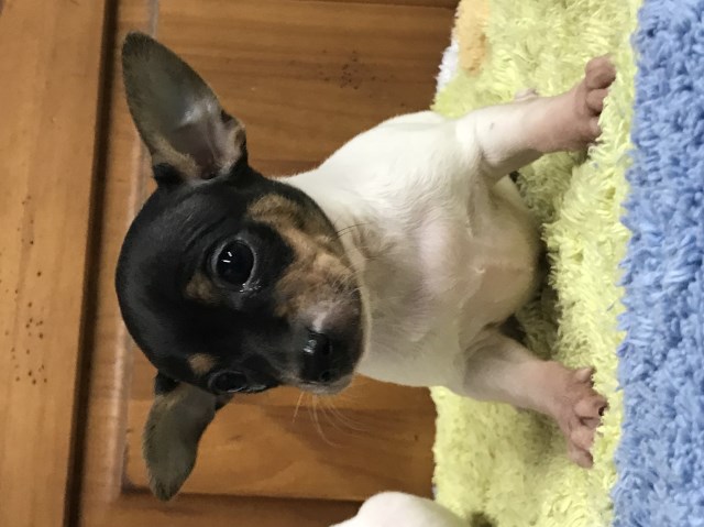 Chihuahua puppy for sale + 53365