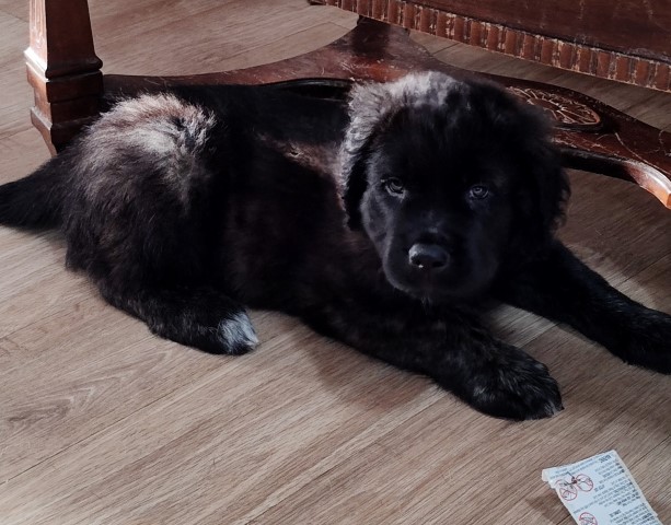 Mastiff puppy for sale + 63674
