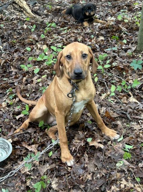 Akc Rhodesian ridgeback female almost ready to breed