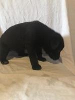 German shepherd wolf pups German Shepherd Dog for sale/adoption