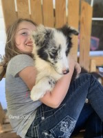 AKC ET (BISS GCH SIRED) Shetland Sheepdog for sale/adoption