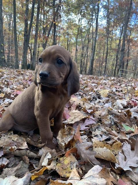 U.K.C Registered Red Bone Puppies for sale $350