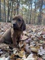U.K.C Registered Red Bone Puppies for sale $350 Redbone Coonhound for sale/adoption