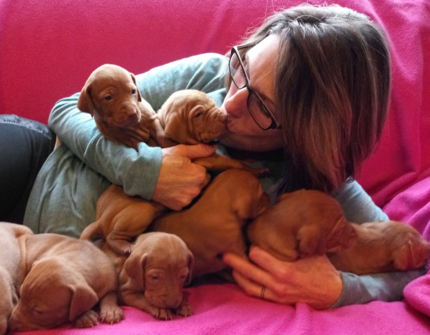 27 HQ Images Vizsla Puppies Michigan - The Best Parrots In The World: Vizsla Puppies For Sale ...