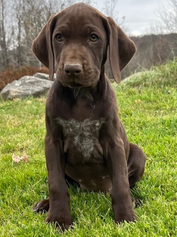 GERMAN SHORTHAIRED POINTER PUPPIES