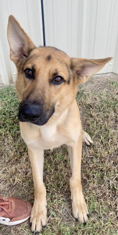 2 German Shepherds for Adoption