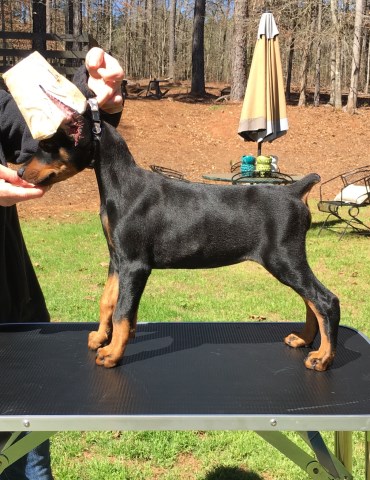 Doberman Pinscher puppy for sale + 50059