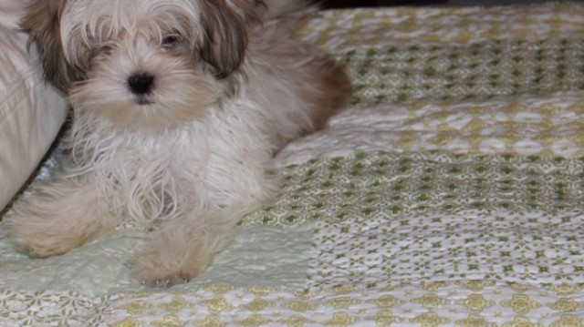 Mi Ki puppy for sale + 65325