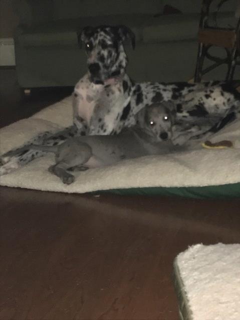 Great Dane puppy for sale + 50270