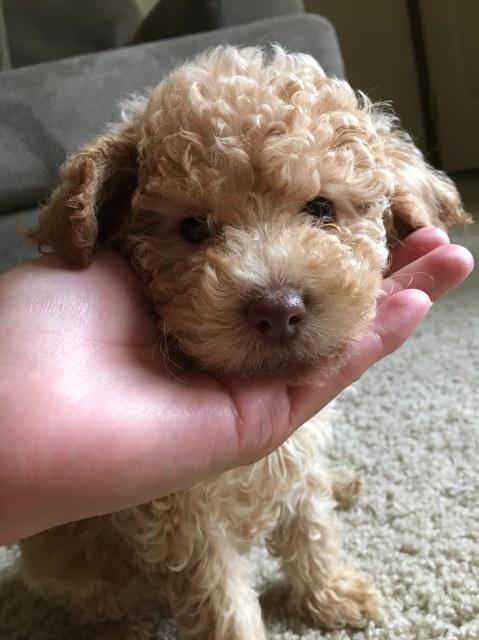 Poodle Toy puppy for sale + 49239