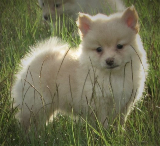 Pomeranian puppy