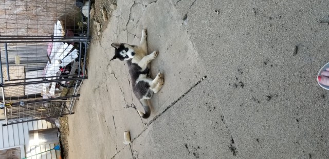 Siberian husky pup