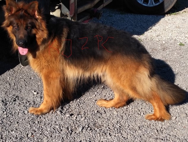 German Shepherd Dog puppy for sale + 61269