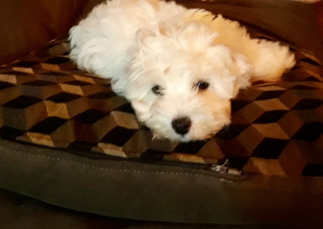 F2B White Maltipoo Puppies Available Now for Adoption