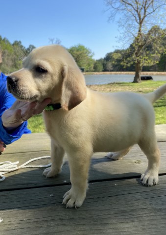 Yellow English Labrador Retriever Pups