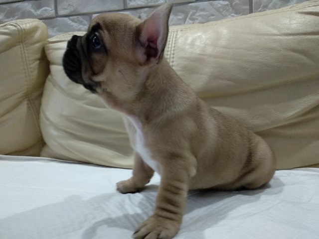 French Bulldog puppy for sale + 53446