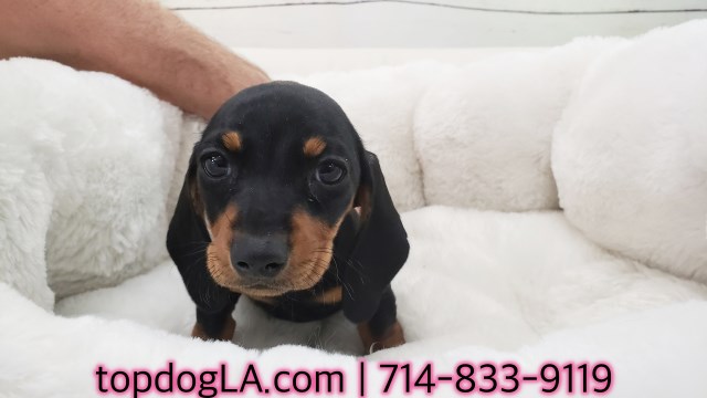 Dachshund puppy for sale + 52374