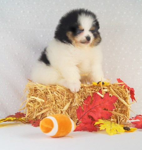CKC Pomeranian: ZIGZAG KEN; Male; Purebred