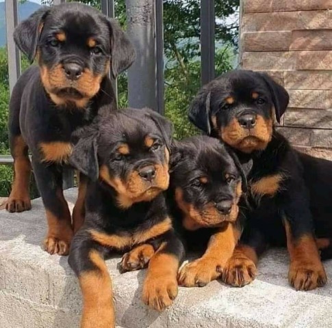 12 weeks old Rottweiler Puppies for Adoption