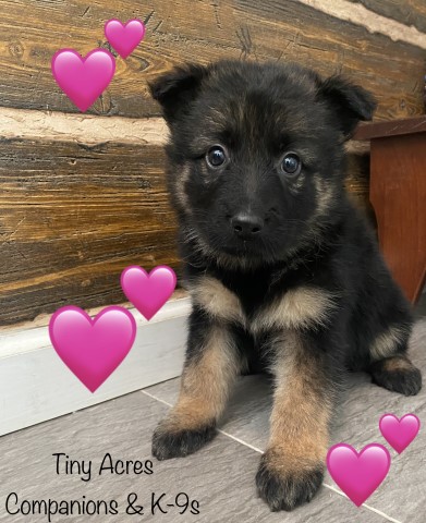 Born 11/25/24 German Shepherd puppies
