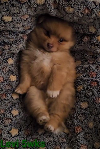 Pomeranian puppy for sale + 65952