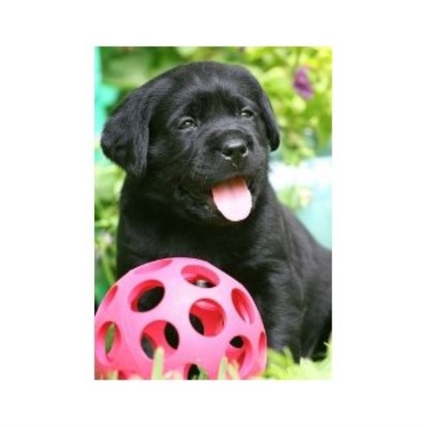 AKC English Labrador Retriever Puppies