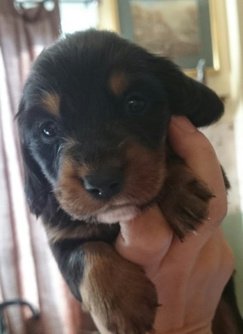 Dachshund puppies semi long haired!