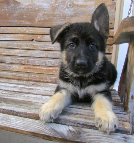 German Shepherd Dog puppy for sale + 64207