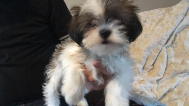 Gorgeous Shih-tzu females!!