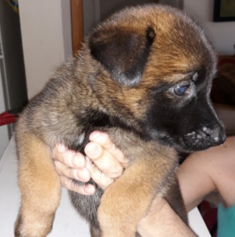 Malinois puppy for sale + 59187