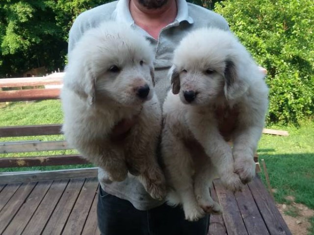 Great Pyrenees puppy for sale + 53451