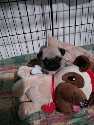 Pug puppy for sale + 64099
