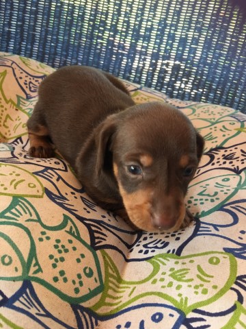 Dachshund puppy for sale + 49147