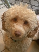 Upcoming Litter! Mini AKC Poodles Poodle Miniature for sale/adoption