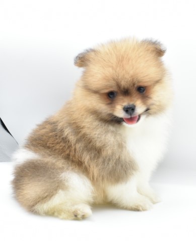Purebred Pomeranian Puppy BOY Chewy