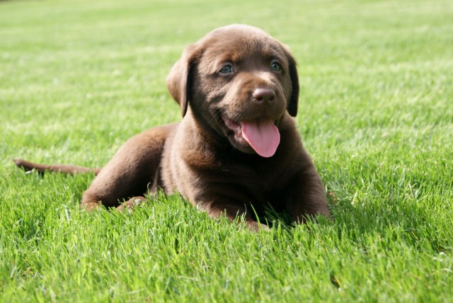 Labrador Retriever Puppies for Sale