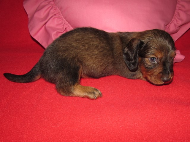 Dachshund puppy for sale + 53784