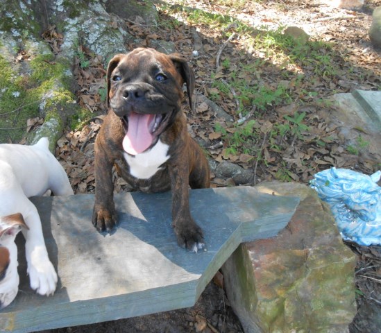 Female English/ Boxer (Valley Bulldog) Pup (Aeris)