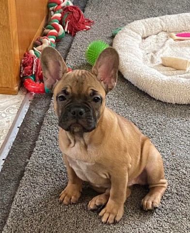 French Bulldog puppy for sale + 63866