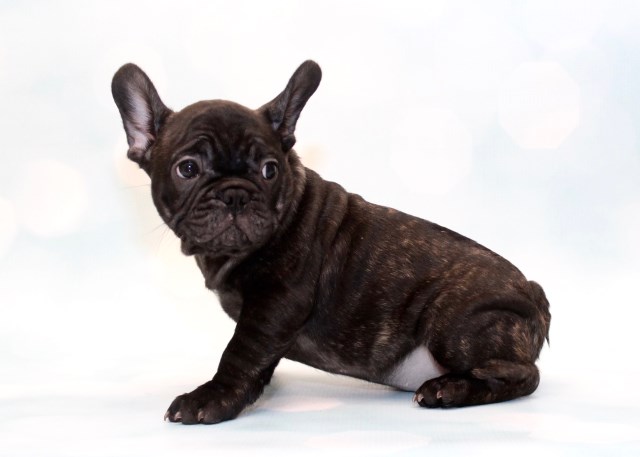 French Bulldog puppy dog for sale in Naples, Florida