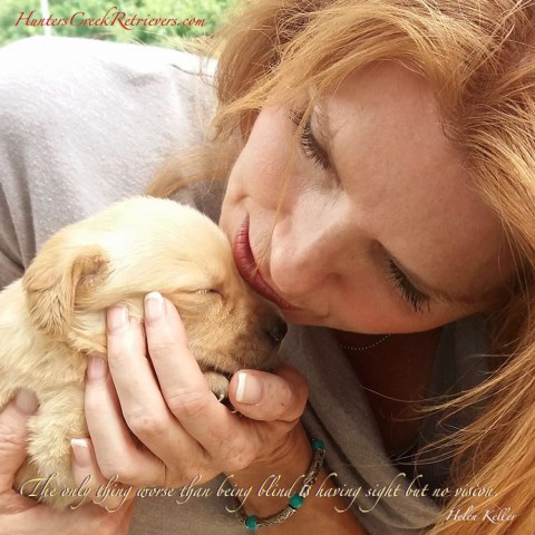 GOOD BEAUX CHAMPION AKC YELLOW LABRADOR RETRIEVER PUPPIES