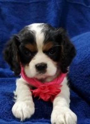 Cavalier King Charles Spaniel