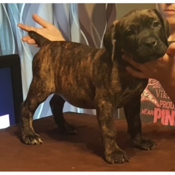 Cane Corso Puppy Dog For Sale In Roanoke Virginia